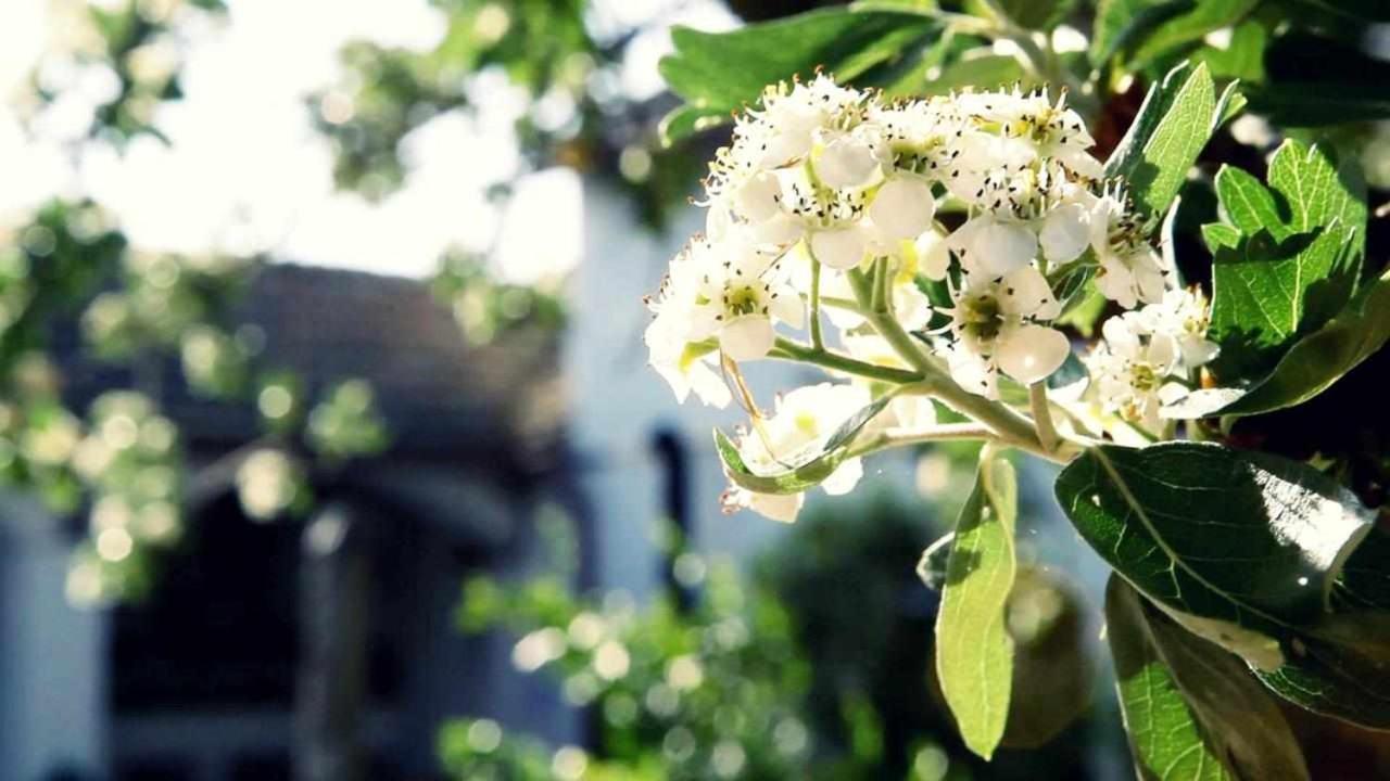 Vila Alojamiento El Cortijuelo Escoznar Exteriér fotografie